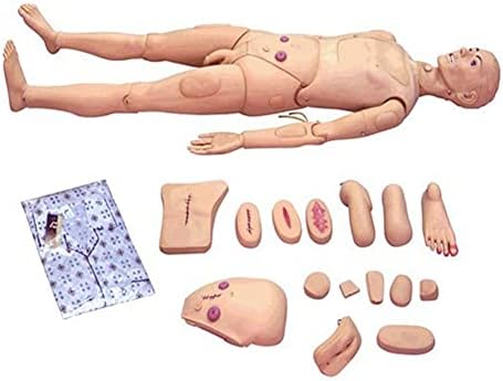 Анатомическая Човешки модел за Здравни грижи Модел за обучение на Медицински образуването на Модел на Грижа за пациентите Човешкия