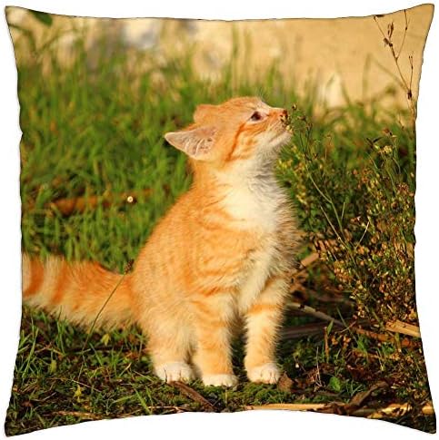 Калъфка за възглавница LESGAULEST (16x16 см) - Котка Коте Котка Дете Млада Котка Червенокоса Котката е Домашна котка 1