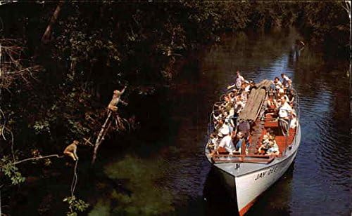 Туристи се Хранят диви маймуни по време на круиз в джунглата Силвър Спрингс, Флорида Флорида Оригиналната Реколта Картичка